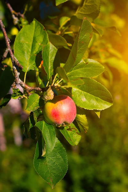 Manzana roja de jardín en una rama