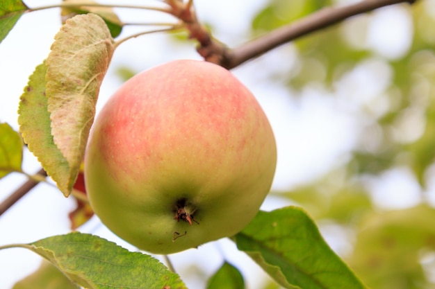 Manzana roja madura en el árbol en un día soleado con un fondo borroso natural verde. Poca profundidad de campo