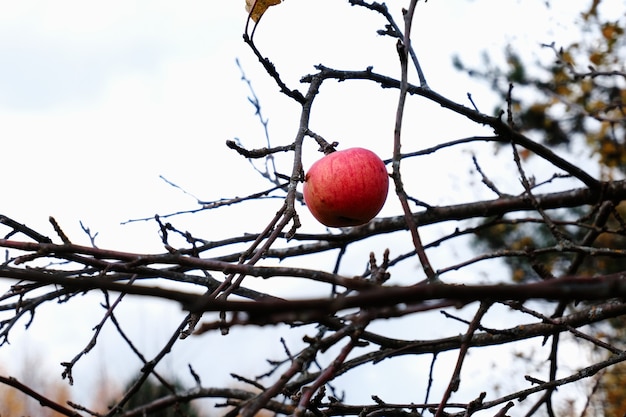 Una manzana roja madura cuelga de una rama de un manzano en el mal tiempo otoñal.