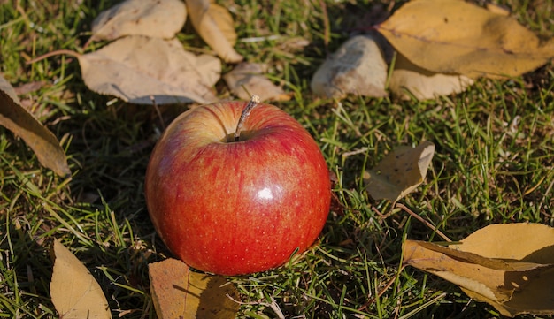 Manzana roja en otoño sobre la hierba
