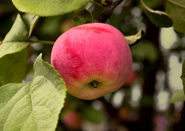 Manzana roja en rama verde.