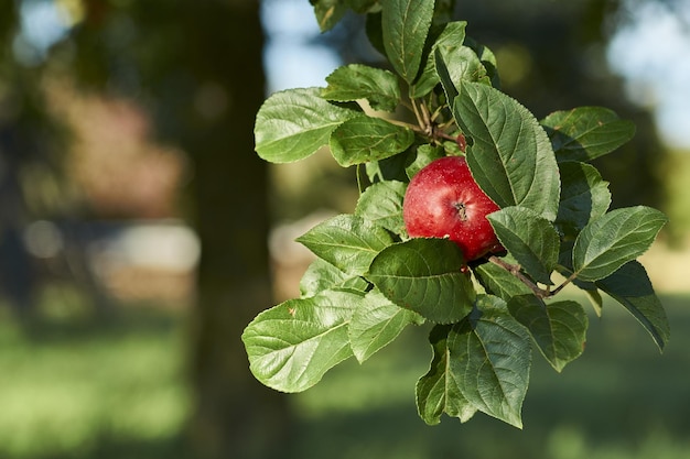 manzana roja en una rama