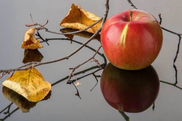 Manzana roja rayada con hojas amarillas de otoño y una rama