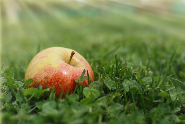 Manzana roja sobre hierba verde