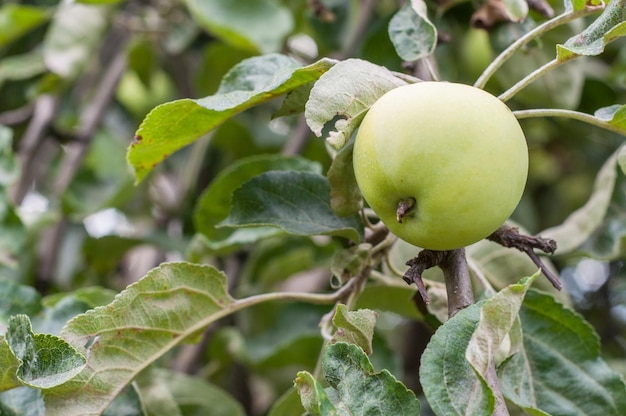 manzana verde en un árbol en el jardín