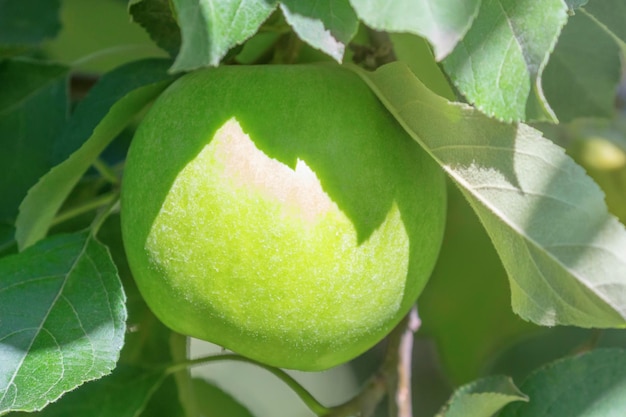 Manzana verde en el árbol, manzano