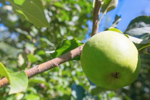 Manzana verde en el árbol, manzano