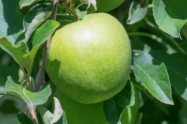 Manzana verde en el árbol, manzano