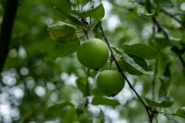 Foto manzana verde en un árbol