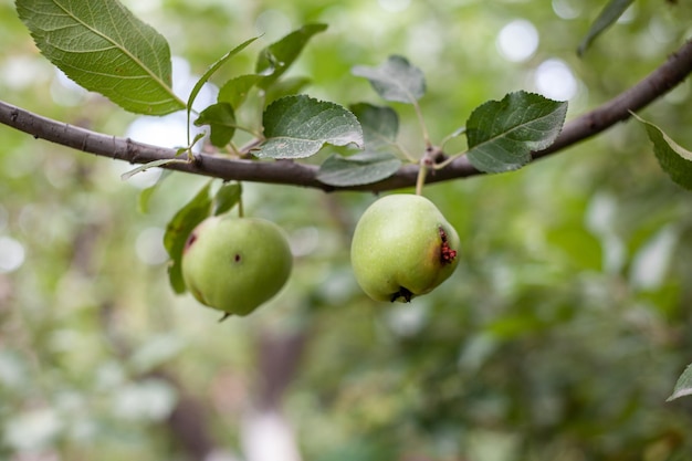 Una manzana verde carcomida pesa sobre una rama de árbol en el jardín. Una manzana afectada por la enfermedad.