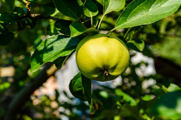 Manzana verde inmadura en una rama del manzano