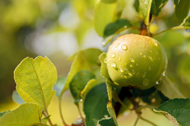 Manzana verde perfecta que crece en árboles en huerto de manzanas orgánicas