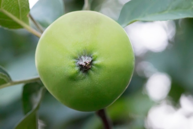 Una manzana verde en un primer plano de rama