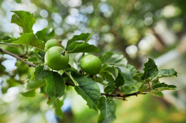 manzana verde en una rama contra el cielo azul Manzanas verdes en una rama con hojas Recogiendo bayas