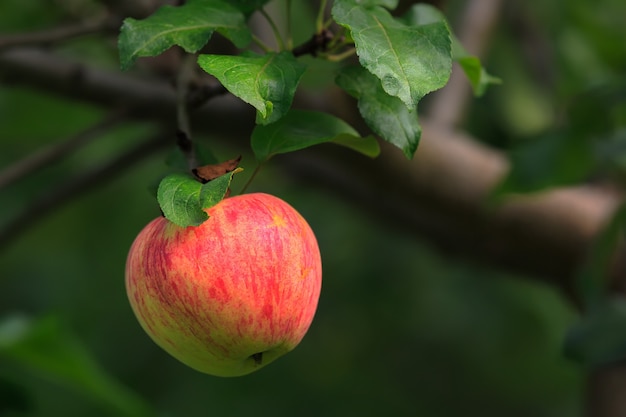 Manzana verde roja fresca y jugosa iluminada por la luz del sol en la rama con hojas verdes en el huerto de manzanas