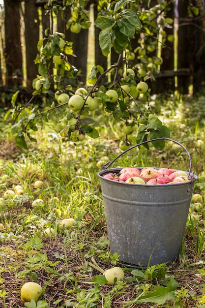 Manzanas en el agua en un balde metálico