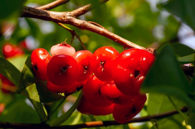 Manzanas de agua roja frutas Syzygium aqueum en su árbol conocido como manzanas rosas o manzanas rosas acuosas