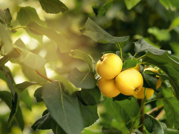 manzanas amarillas cuelgan de una rama de árbol bajo los rayos del sol en verano