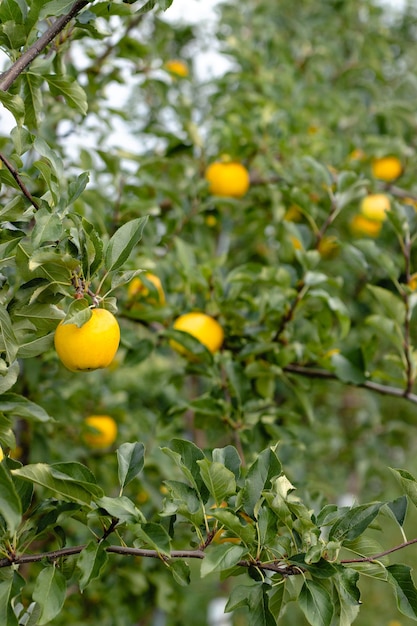 Manzanas amarillas en las ramas de un campo en Door County Wisconsin, EE.UU.