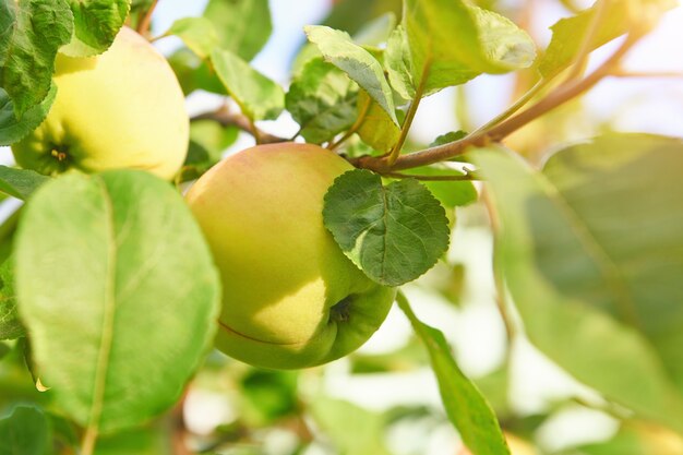 Manzanas amarillentas verdes en un árbol. Cosecha de manzana fresca en el jardín en un día soleado.