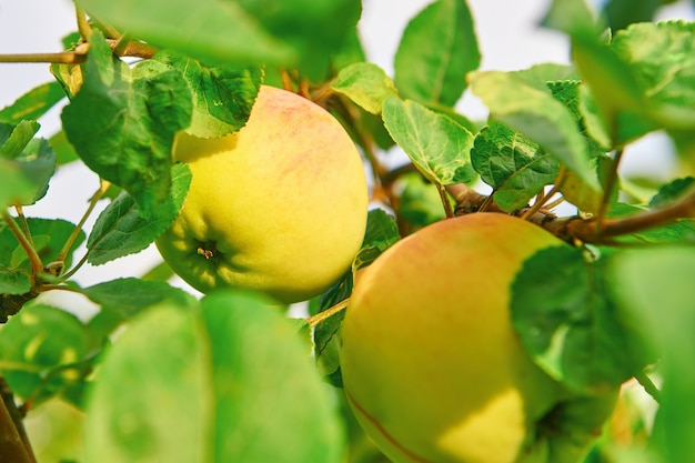 Manzanas amarillentas verdes en un árbol. Cosecha de manzana fresca en el jardín en un día soleado.