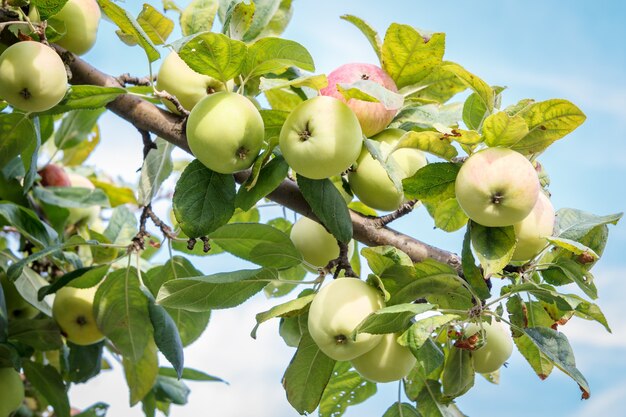 Manzanas en el árbol en el jardín en día de verano con cielo azul de fondo.