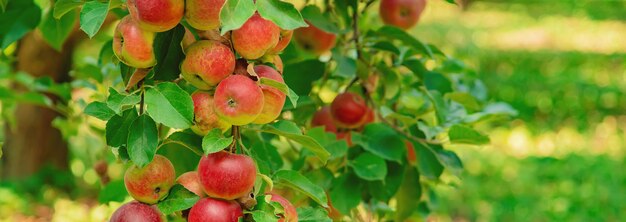 Manzanas en un árbol en el jardín. Enfoque selectivo.