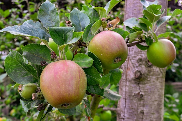 manzanas en el árbol en el jardín