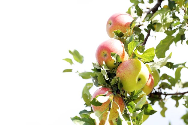 Manzanas en un árbol