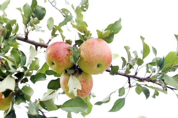 Manzanas en un árbol