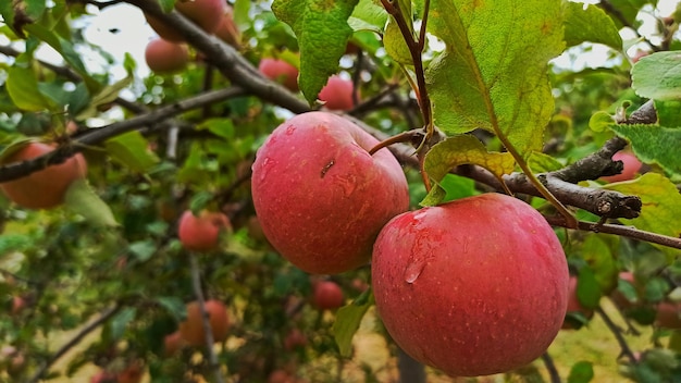 Manzanas en un árbol