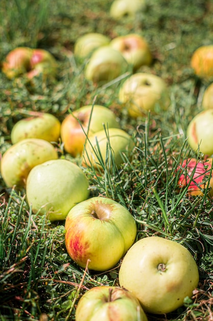 Manzanas blancas dulces sobre pasto verde Manzanas frescas sabrosas Cosecha de manzana blanca