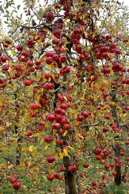 Manzanas brillantes colgando de la rama de un árbol en un huerto de manzanas