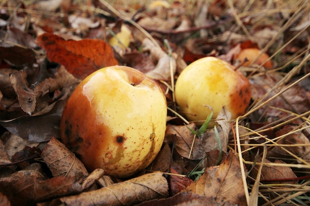 Manzanas caídas del árbol