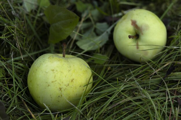 Manzanas caídas en la hierba verde del jardín