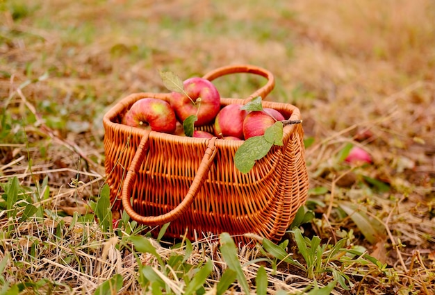 Manzanas en una canasta canasta de madera al aire libre con manzanas orgánicas en el otoño de apple rural