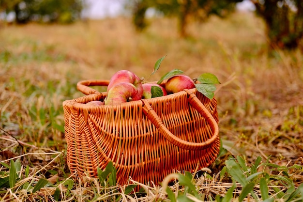 Manzanas en una canasta canasta de madera al aire libre con manzanas orgánicas en el otoño de apple rural