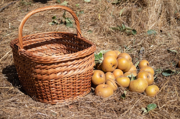 Manzanas cerca de la canasta en el suelo