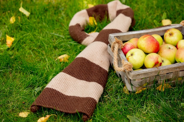 Manzanas en una cesta y bufanda en la hierba verde en un jardín.