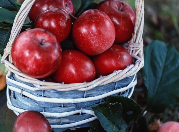 Manzanas en una cesta. Cosecha de manzana.