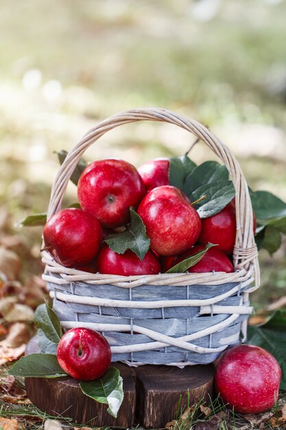 Manzanas en una cesta. Cosecha de manzana.