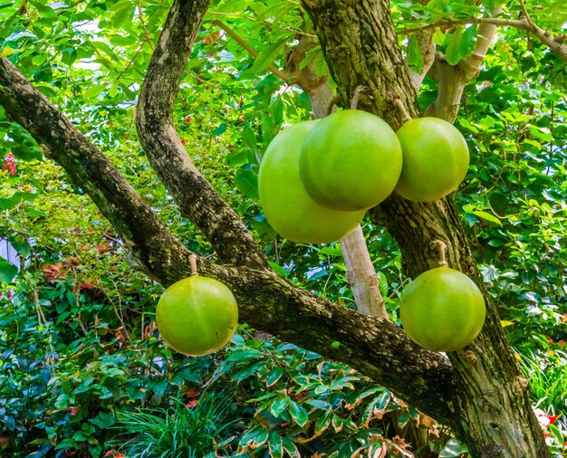 Foto las manzanas crecen en el árbol