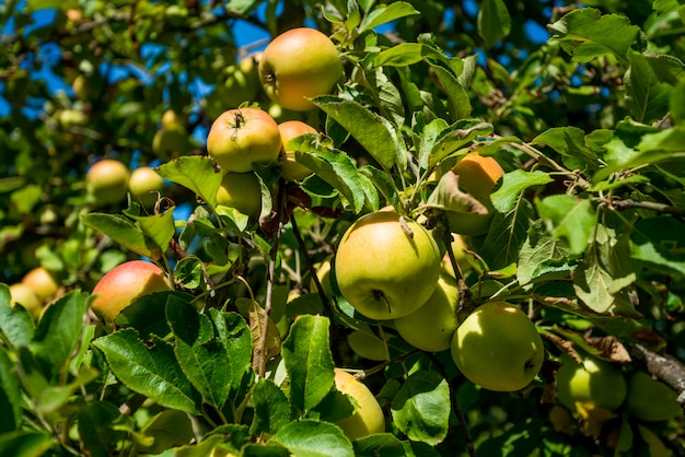 Las manzanas crecen en una rama entre el follaje verde contra un cielo azul