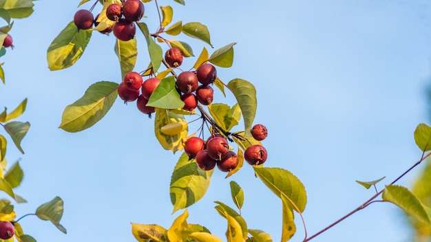 Manzanas de cuajo silvestres que crecen en Moscú, Plaza Roja.