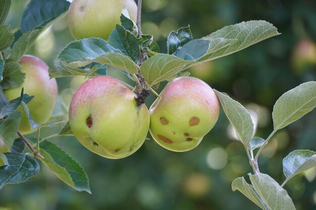 Foto manzanas dañadas por piedras de granizo