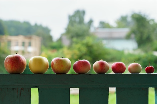 Manzanas de diferentes tamaños y colores colocadas sobre una baranda de madera para comparar