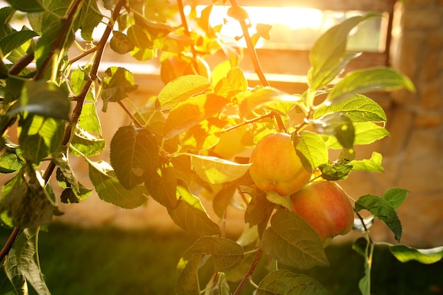 Manzanas dulces en el árbol