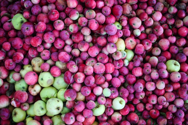 Manzanas dulces maduras rojas en el jardín de verano.