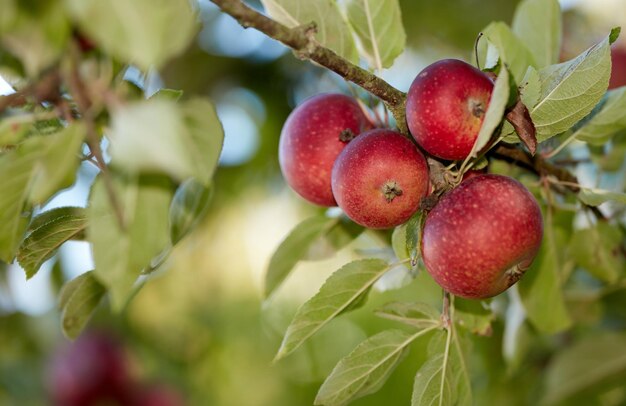 Manzanas Una foto de sabor y hermosas manzanas rojas.