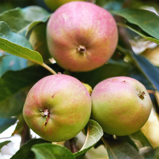 Manzanas Una foto de sabor y hermosas manzanas rojas.